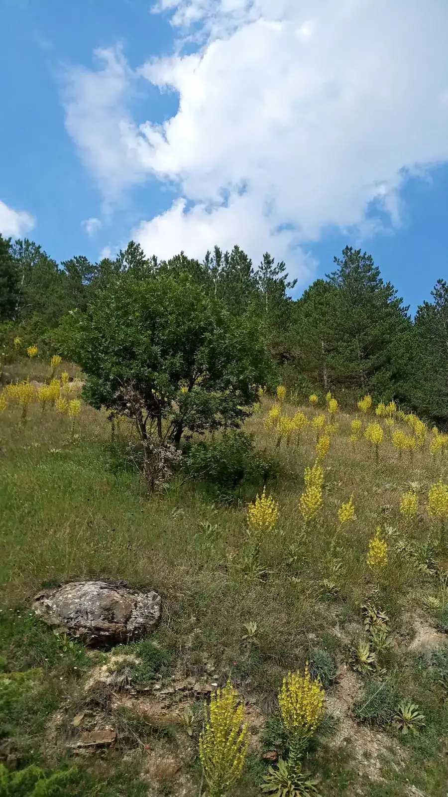 İscehisar Öğretmenevi fotoğraf 3