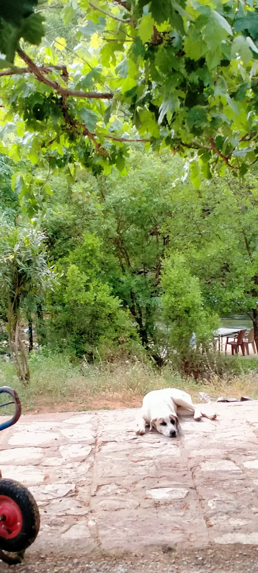 Handost Canlı Alabalık fotoğraf 2