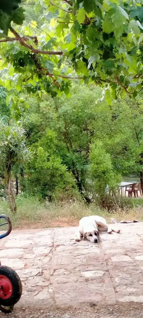 Handost Canlı Alabalık fotoğraf 2