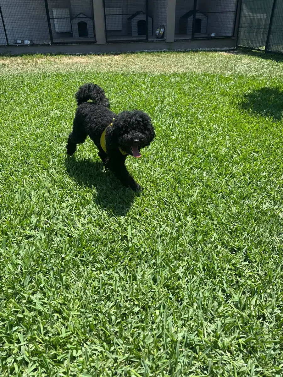 ANTALYA ZOOFEX PET HOTEL