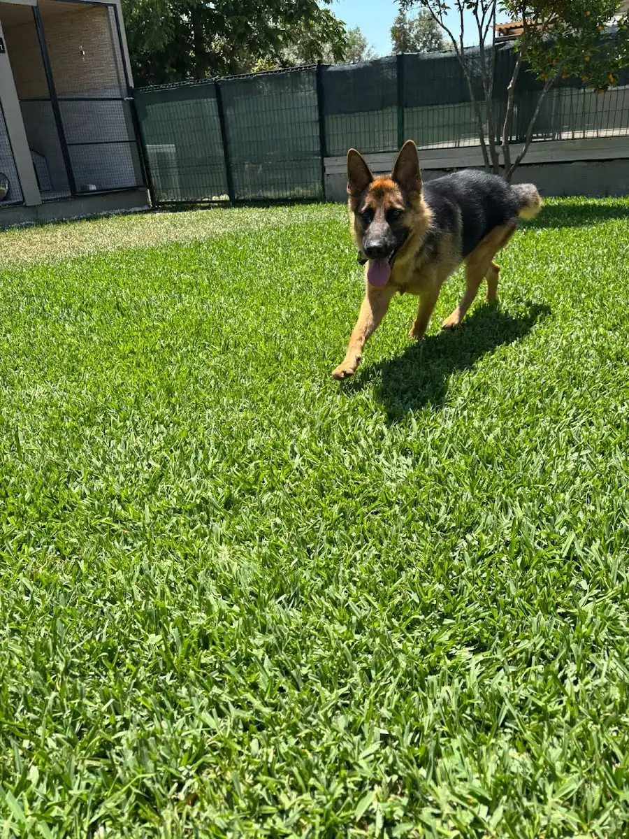 ANTALYA ZOOFEX PET HOTEL fotoğraf 3