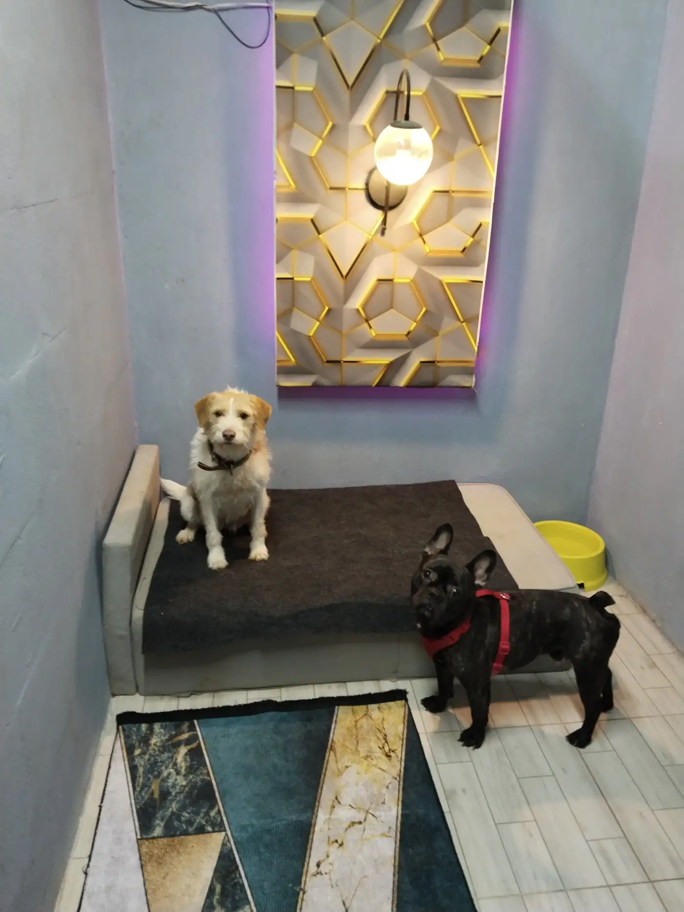 EXPO PET OTEL ANTALYA