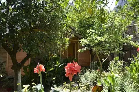 Olympos Mercan Bungalow Pansiyon fotoğraf 3