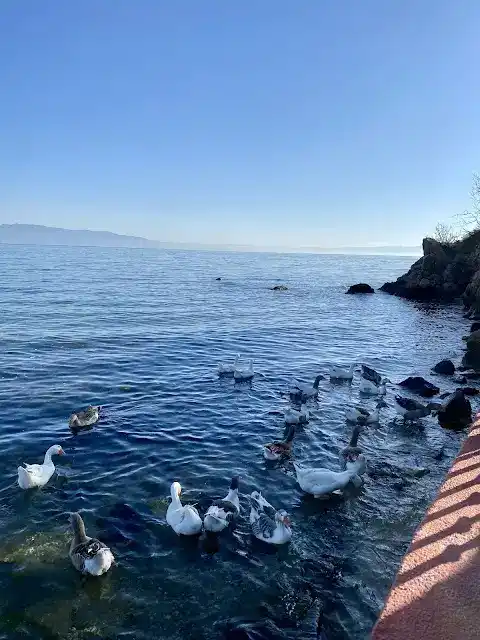 Narlı Yakamoz Et Mangal fotoğraf 3