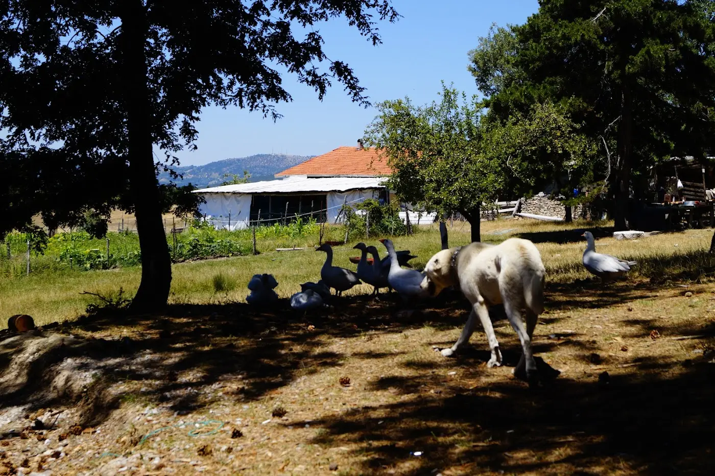 KOCAYAYLA ALABALIK & ET MANGAL fotoğraf 2