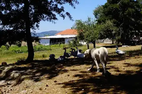 KOCAYAYLA ALABALIK & ET MANGAL fotoğraf 2