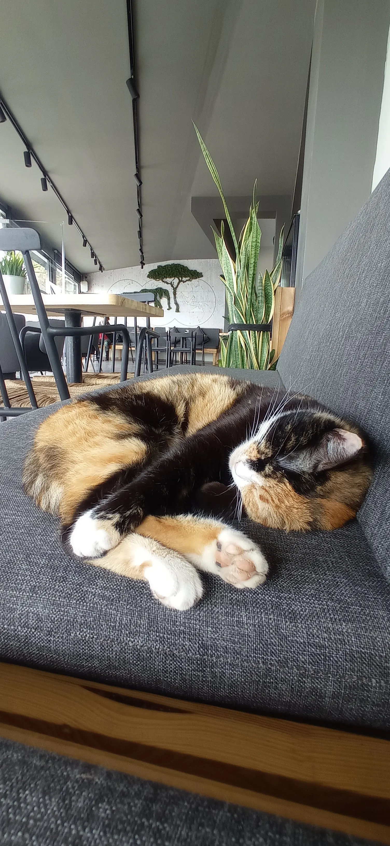 Veranda Coffee Company - Yeni Kordon fotoğraf 2