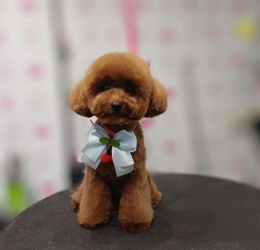 DENİZLİ BOZKURT KÖPEK ÇİFTLİĞİ
