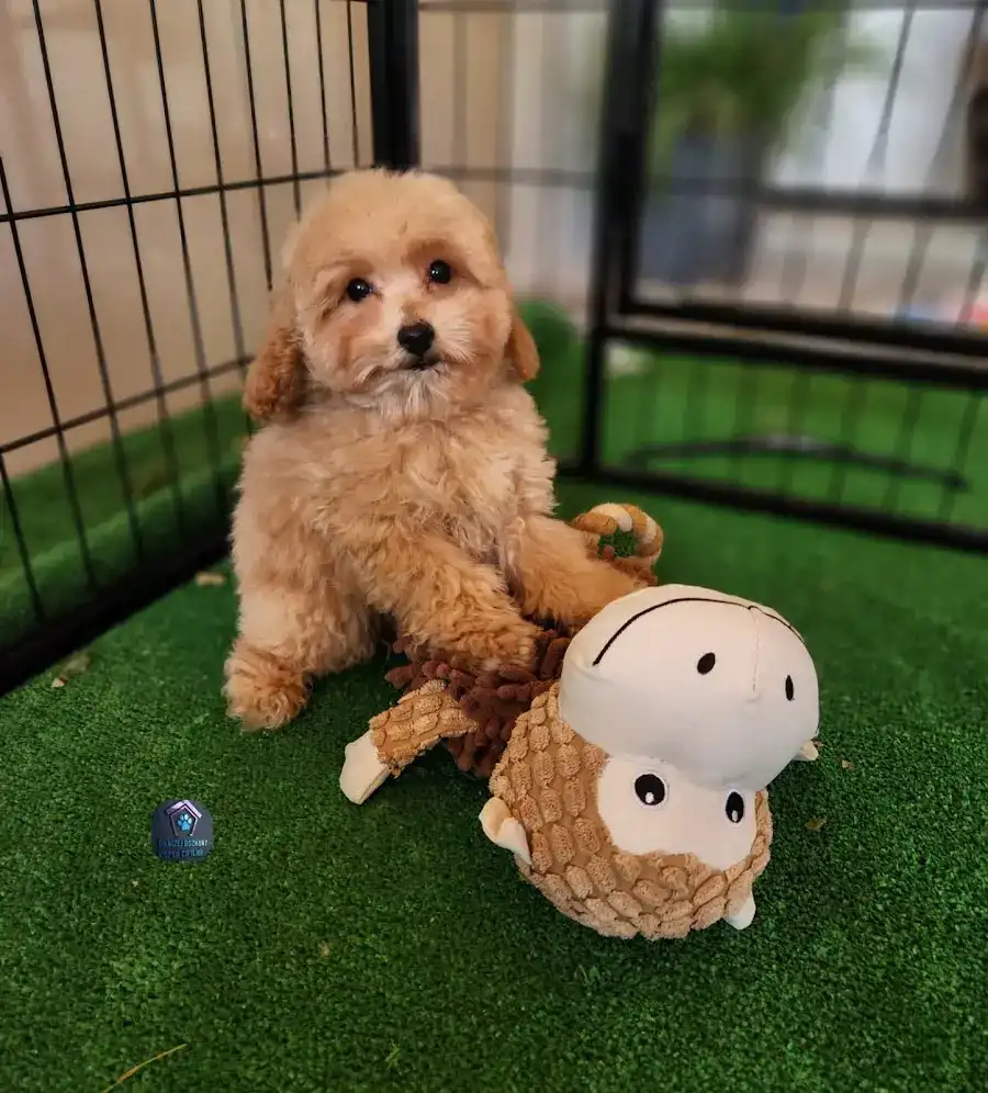 DENİZLİ BOZKURT KÖPEK ÇİFTLİĞİ fotoğraf 2