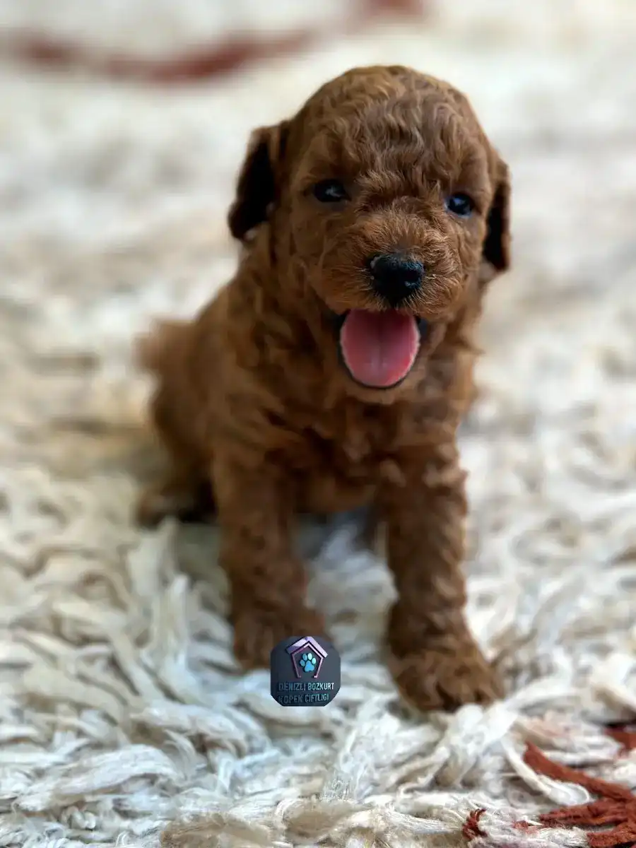DENİZLİ BOZKURT KÖPEK ÇİFTLİĞİ fotoğraf 3