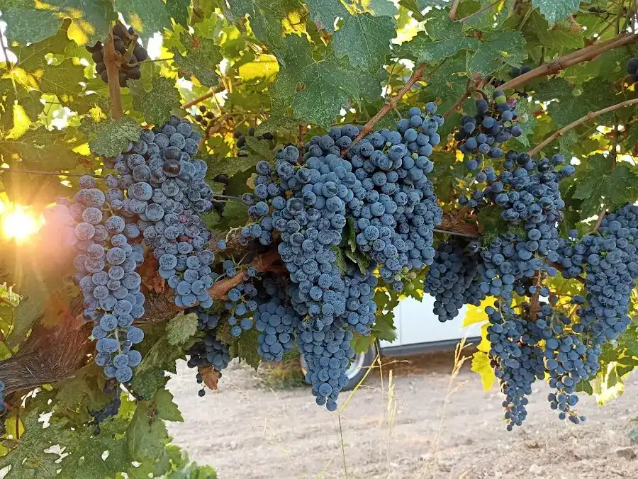 Lermonos Winery & Restaurant