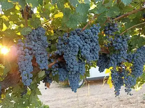 Lermonos Winery & Restaurant