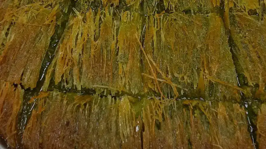 Sini Alâ Baklava fotoğraf 2