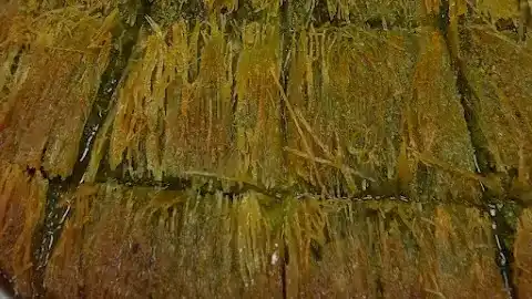Sini Alâ Baklava fotoğraf 2
