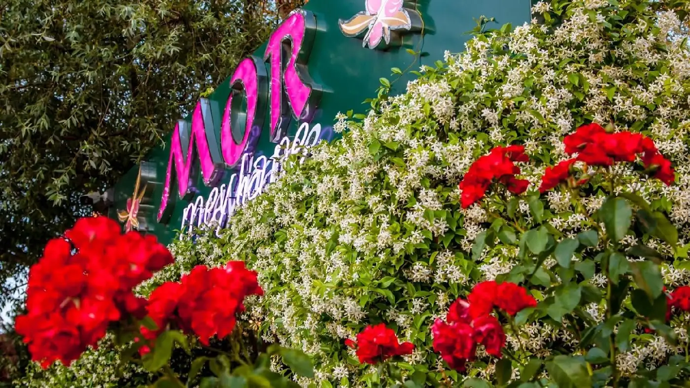 Mor Meyhane fotoğraf 3