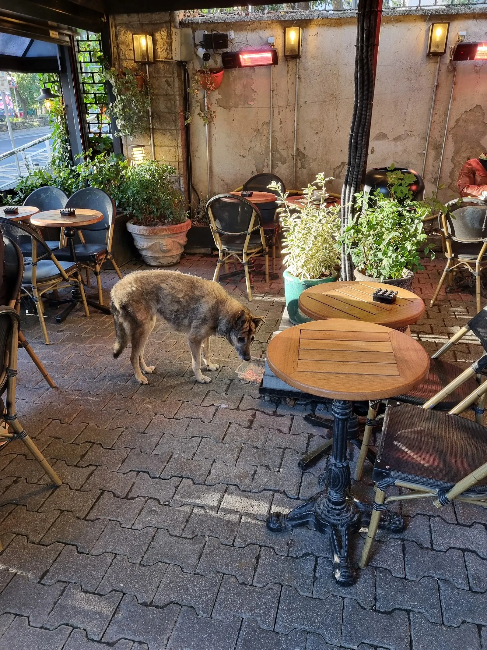 Caffe Nero Bebek fotoğraf 3