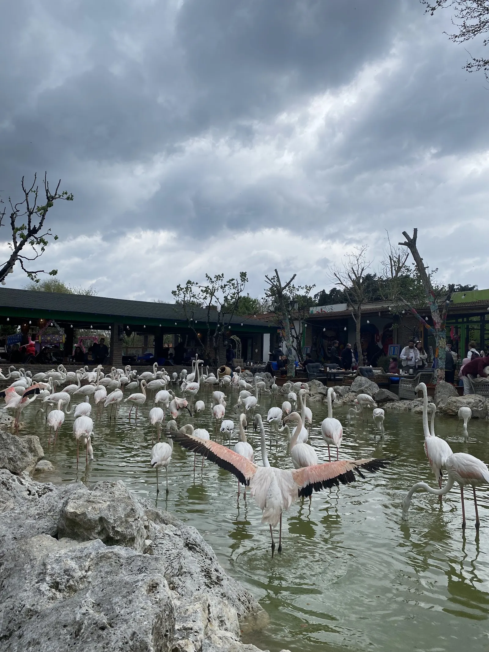 Flamingo Köy fotoğraf 3