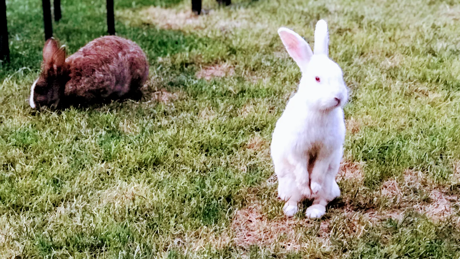 Esenbahçe Et Mangal fotoğraf 3