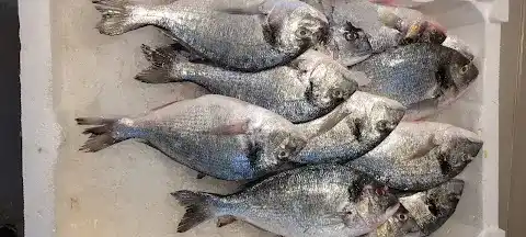 TOROSLAR BALIKÇILIK fotoğraf 3