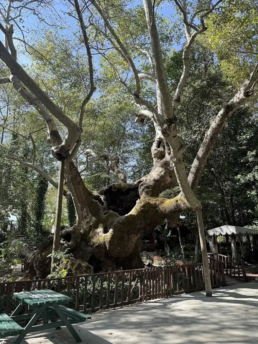 Pınarbaşı Restaurant fotoğraf 3
