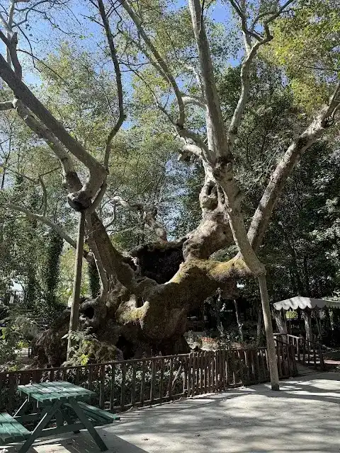 Pınarbaşı Restaurant fotoğraf 3