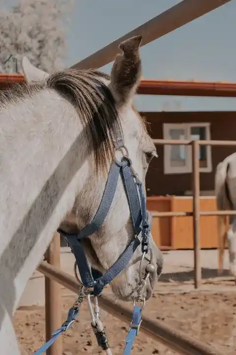 Avanos horse ranch