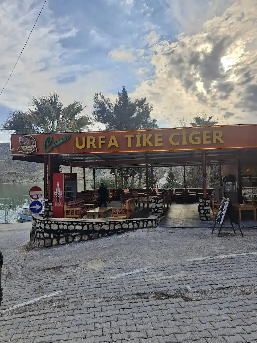 Cesur urfa tike ciğer